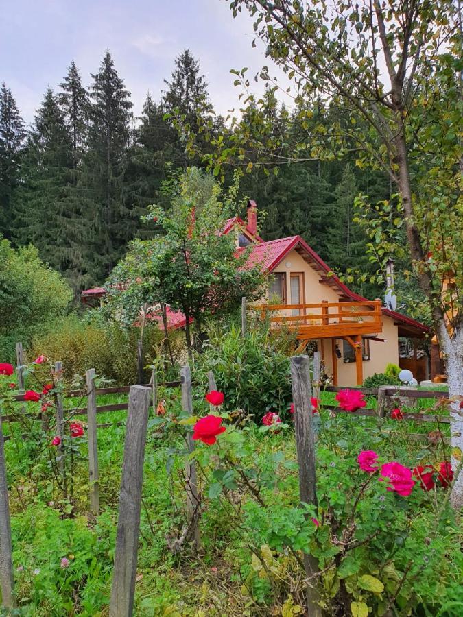 Forest Vibes Spa Cîmpu lui Neag Exteriör bild
