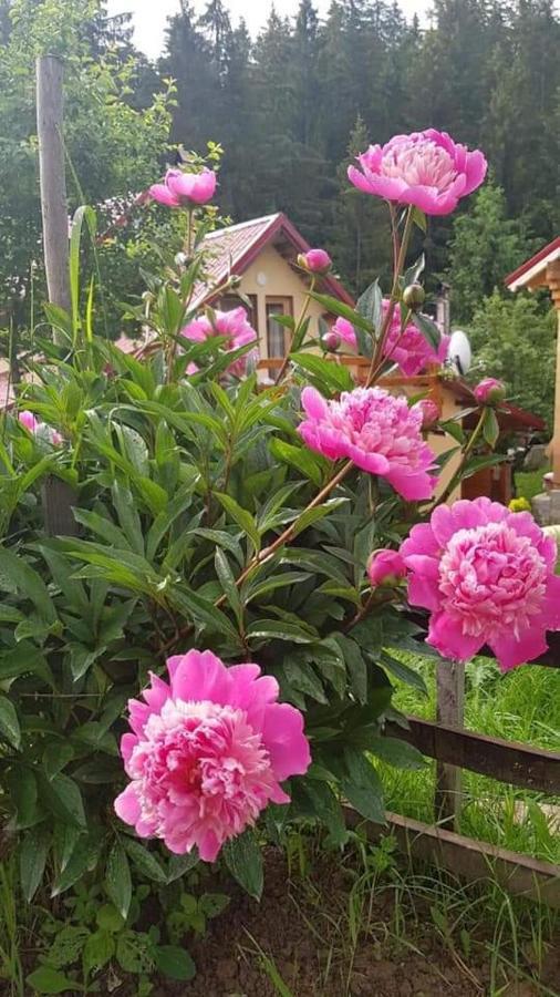 Forest Vibes Spa Cîmpu lui Neag Exteriör bild