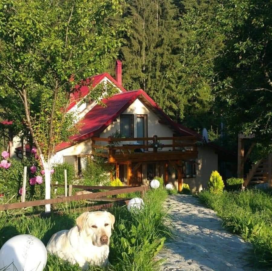 Forest Vibes Spa Cîmpu lui Neag Exteriör bild