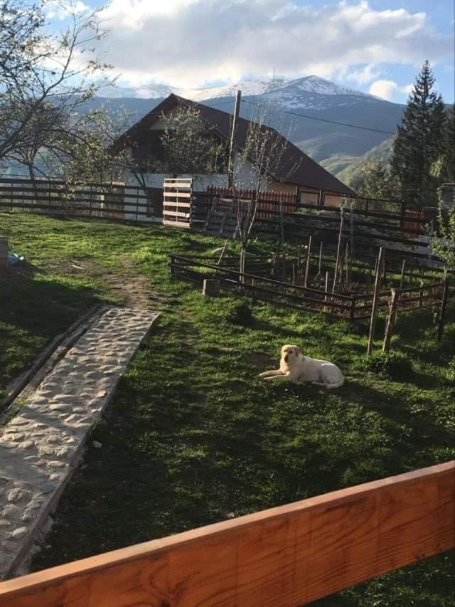 Forest Vibes Spa Cîmpu lui Neag Exteriör bild