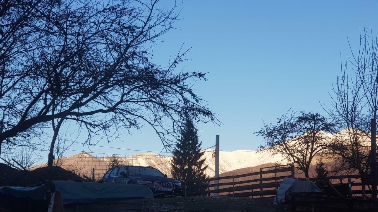 Forest Vibes Spa Cîmpu lui Neag Exteriör bild